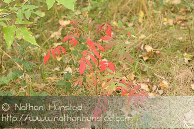 Tree_2008-09-27_IMG_2138